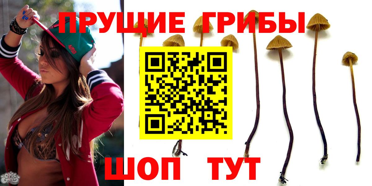 как найти   Вход с VPN  Псилоцибиновые грибы ЛСД  Ивантеевка  Псилоцибиновые грибы Psilocybe 